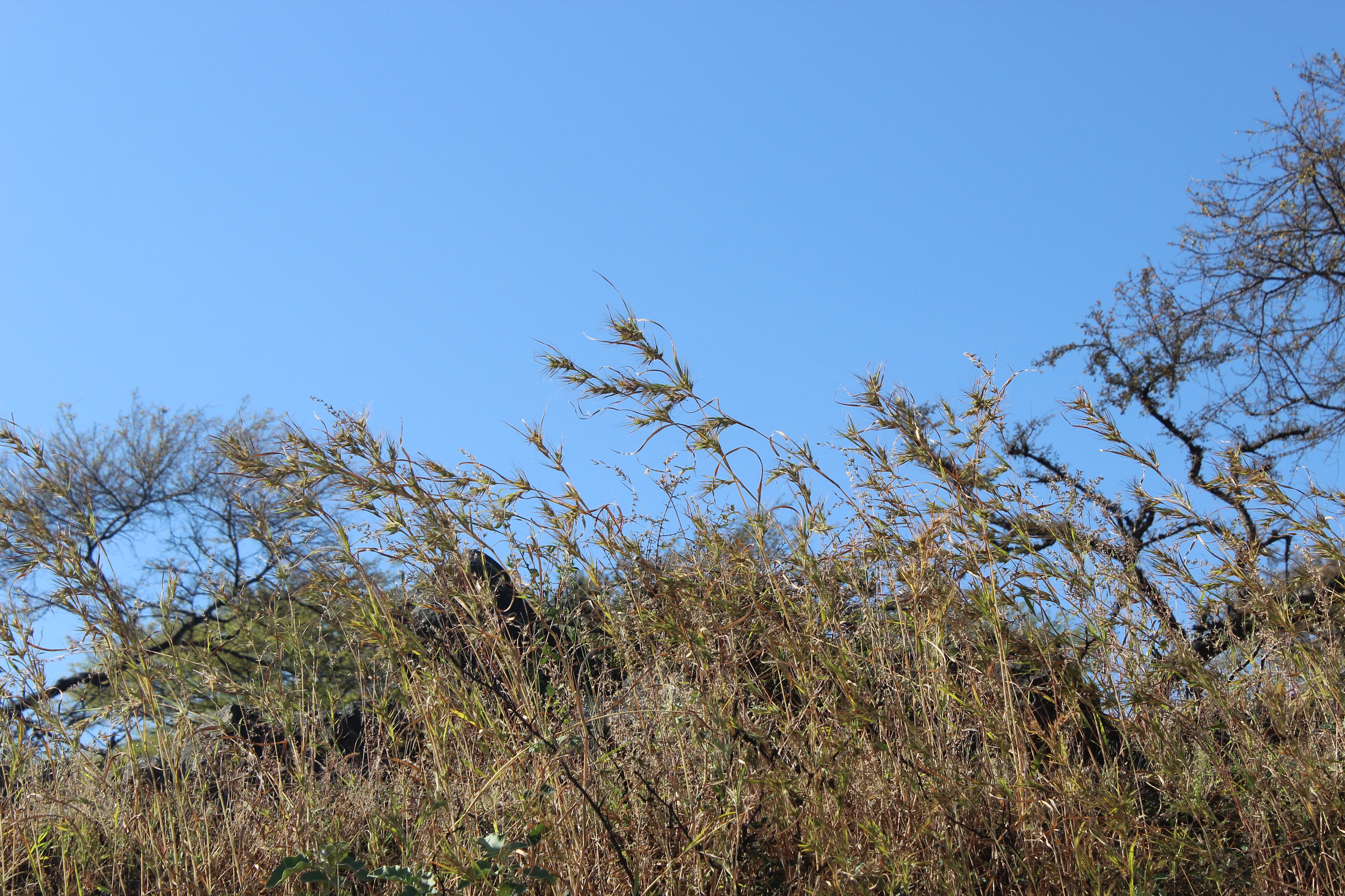 Plant Image